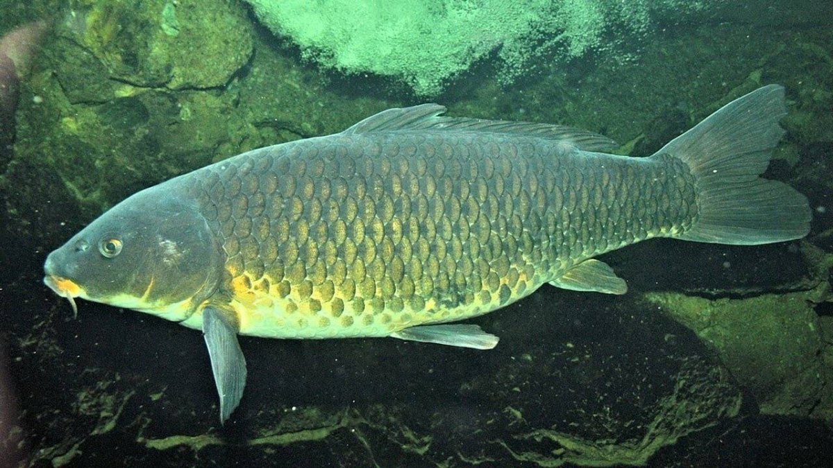 Карп (Cyprinus Carpio)