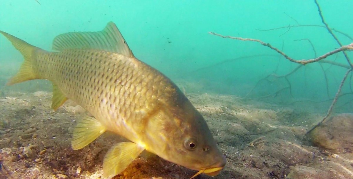 Астраханский заповедник сазан