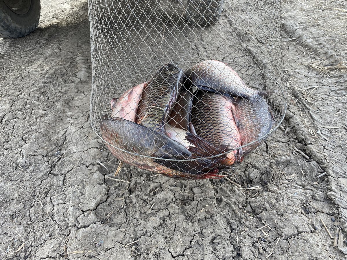 Рыба выпрыгивает из воды