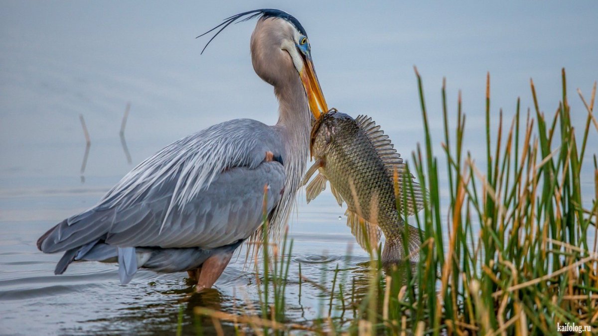 Рыбы обитающие в Озерах