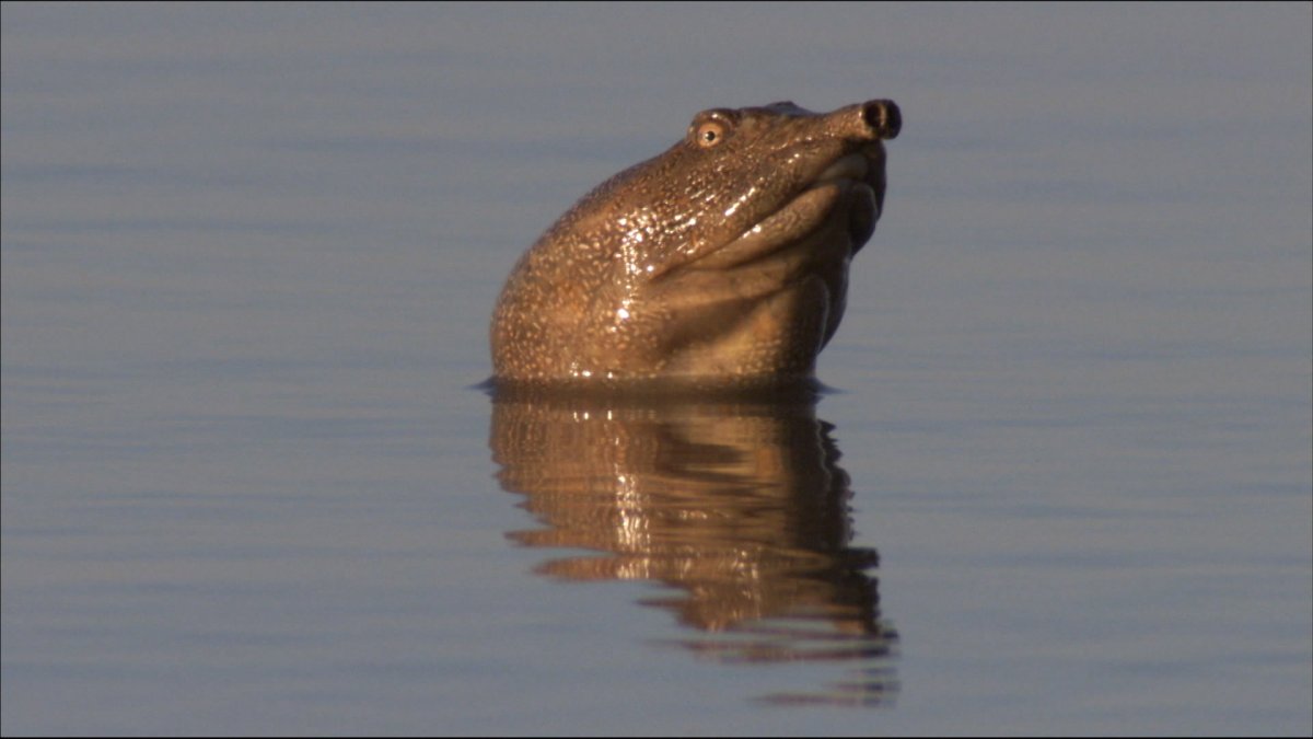 Ханкайский краснопер