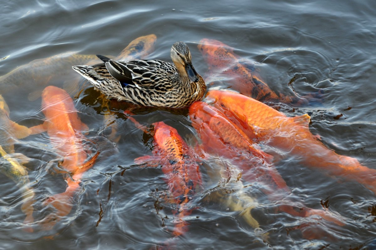 Обитатели озера ханка