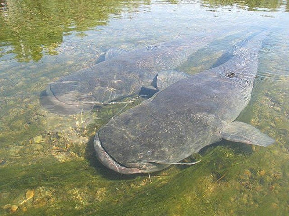 Сазан (Cyprinus Carpio)