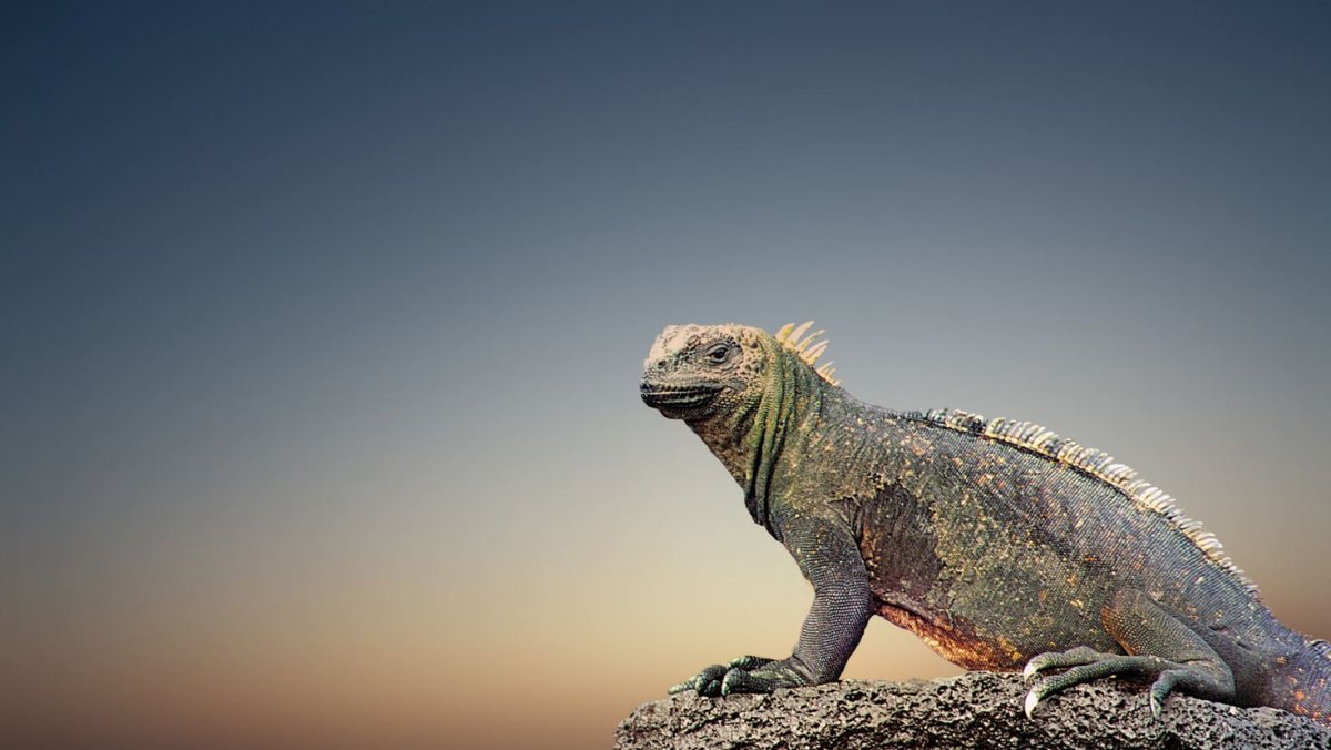 Ящерицы игуаны вараны