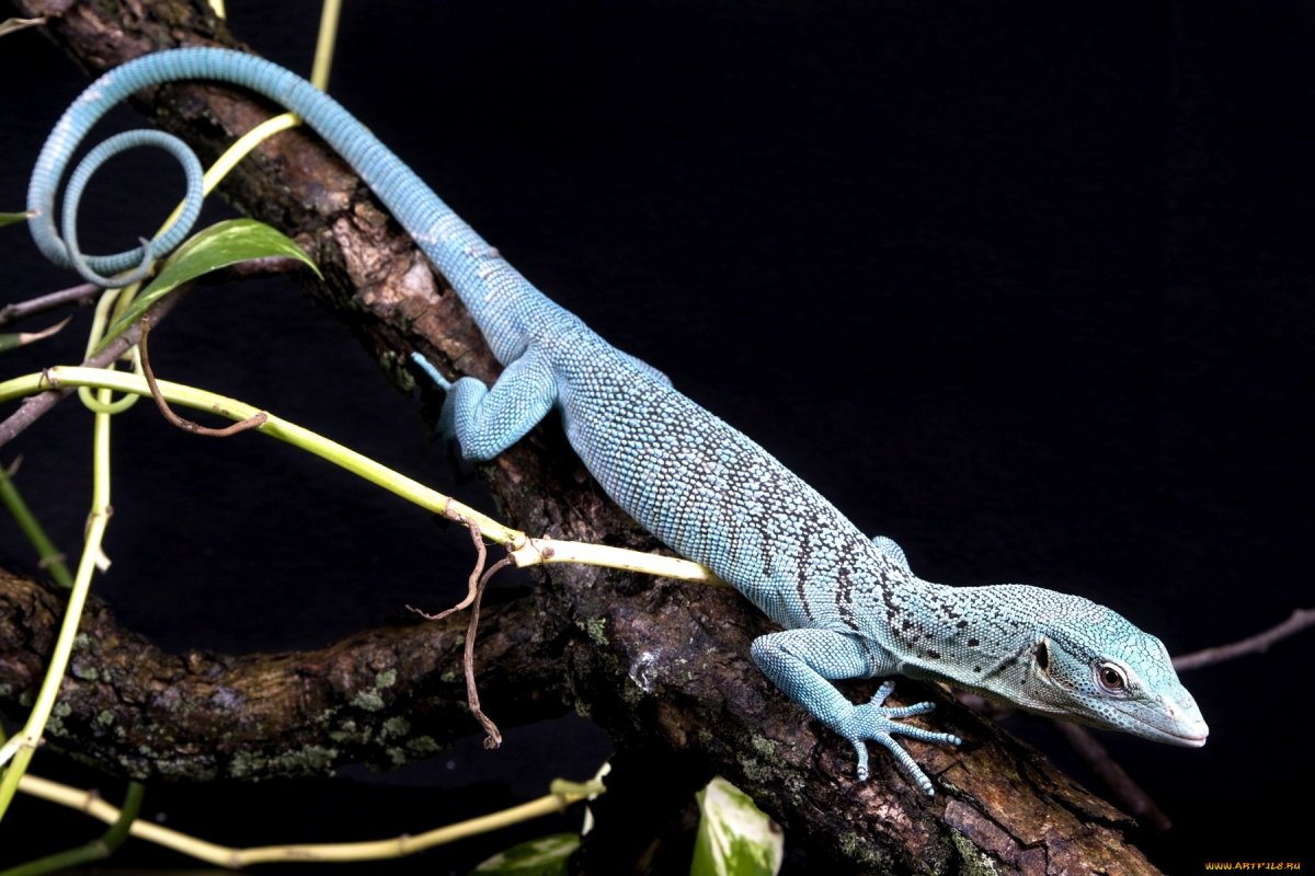 Ящерицы вараны хвост