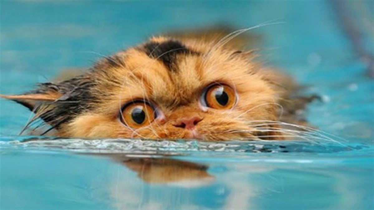 Злой кот плывет