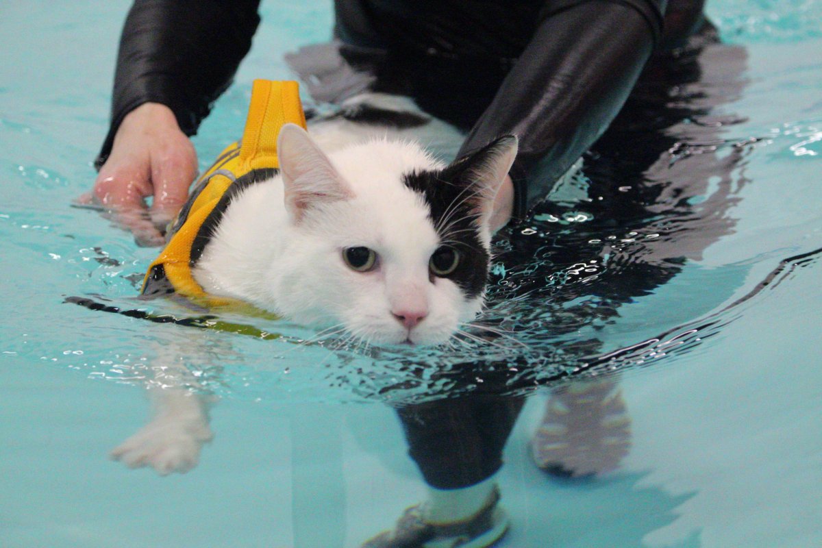 Кот в бассейне