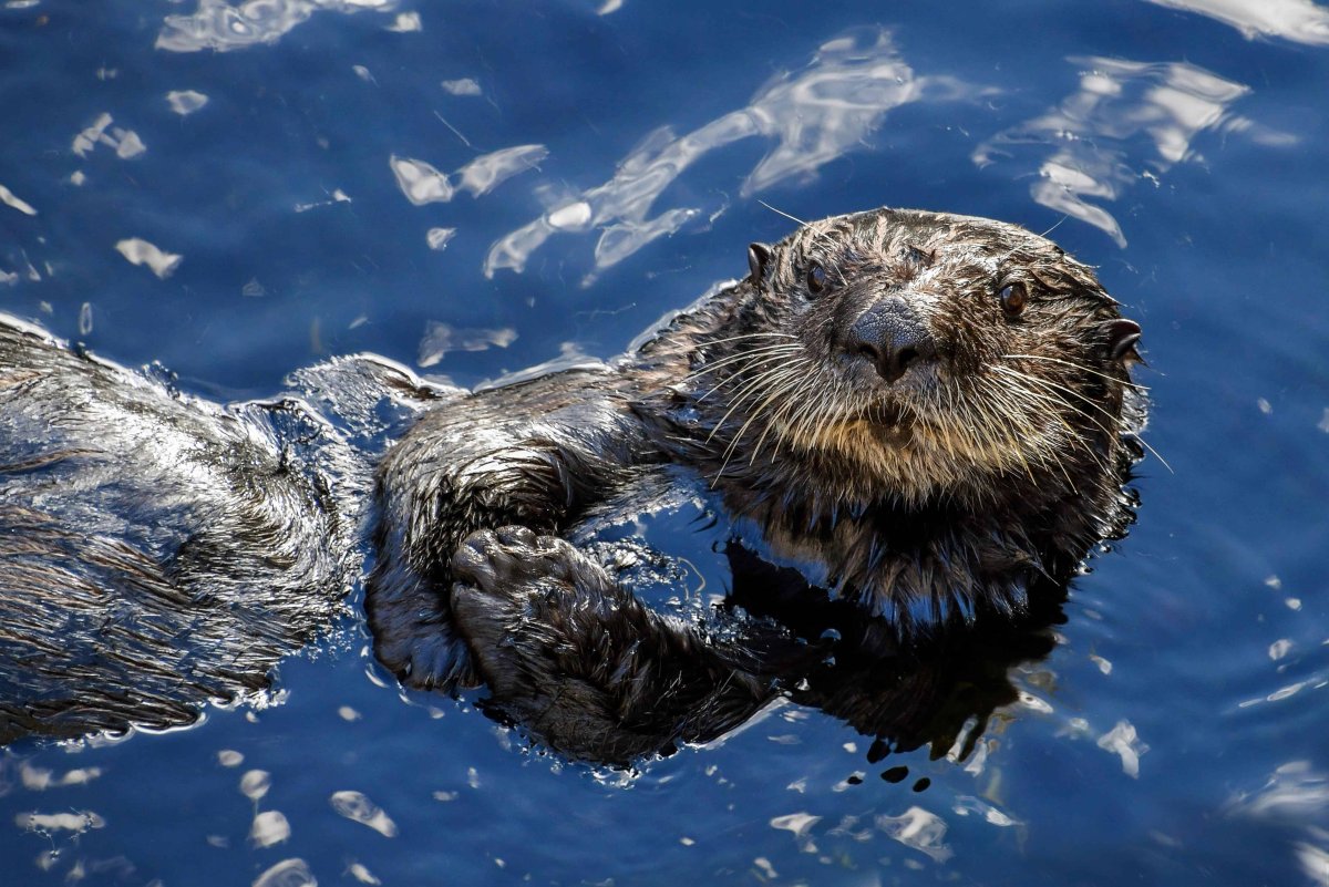 Морская выдра