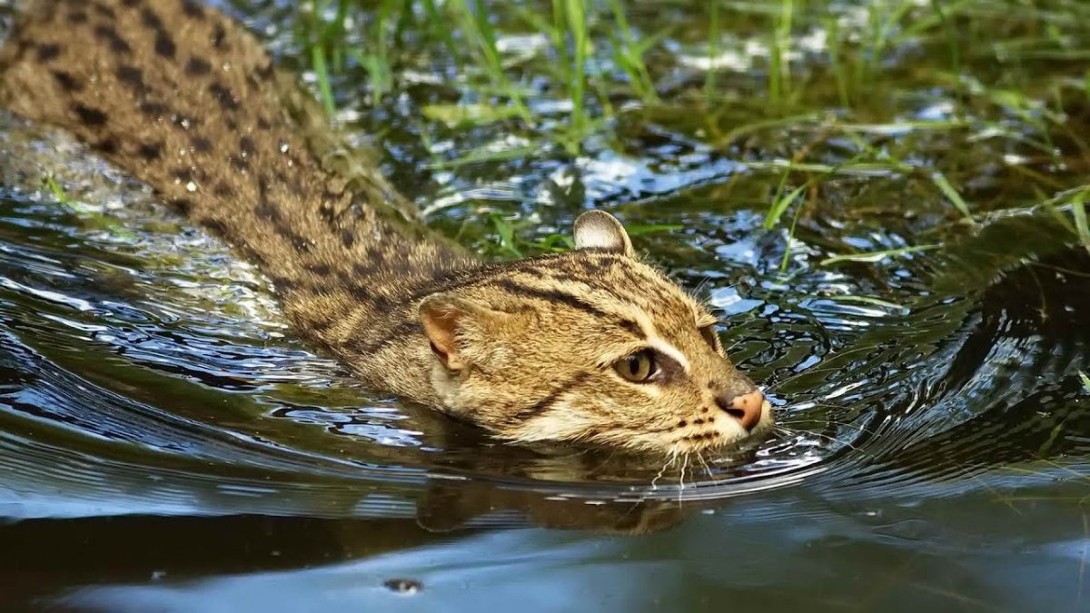 Виверровый кот-рыболов с рыбой