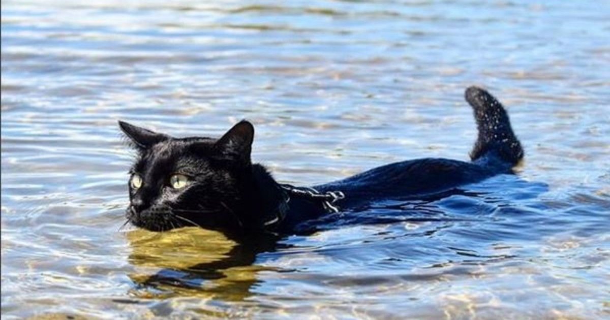 Кот купается в море