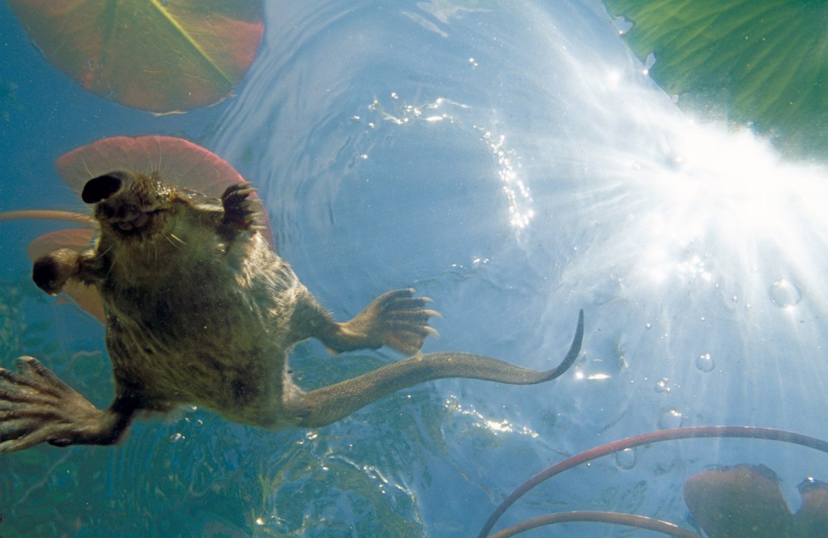 Выхухоль морская