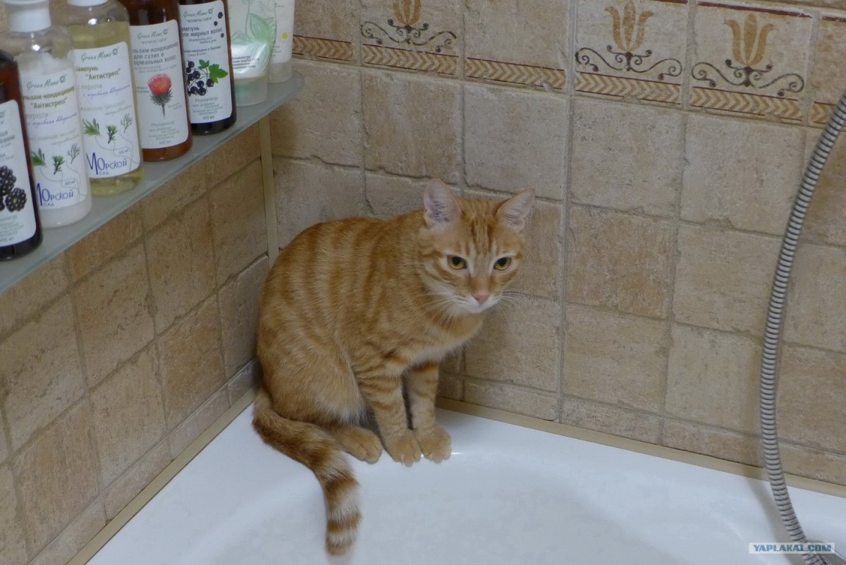 Позывные кошек