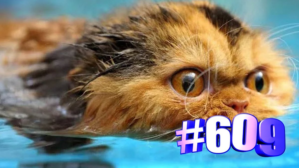 Котик в воде