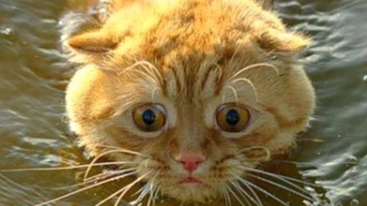 Рыжий кот в воде