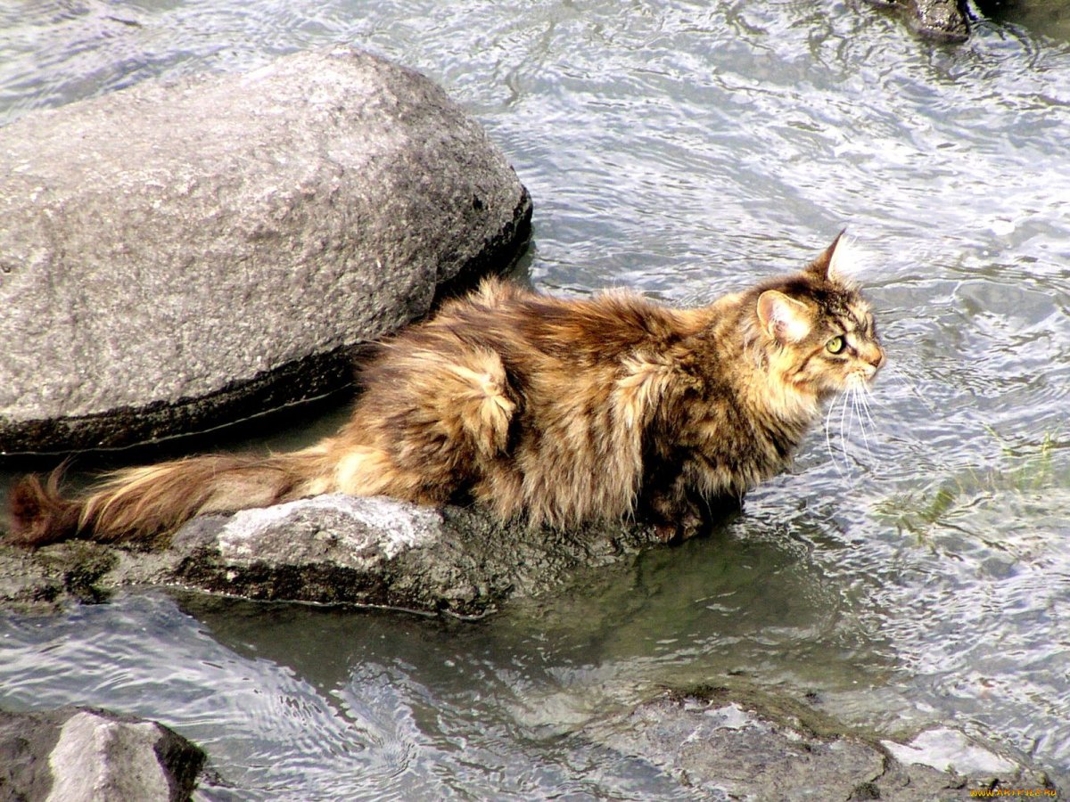 Норвежский рыболов кот