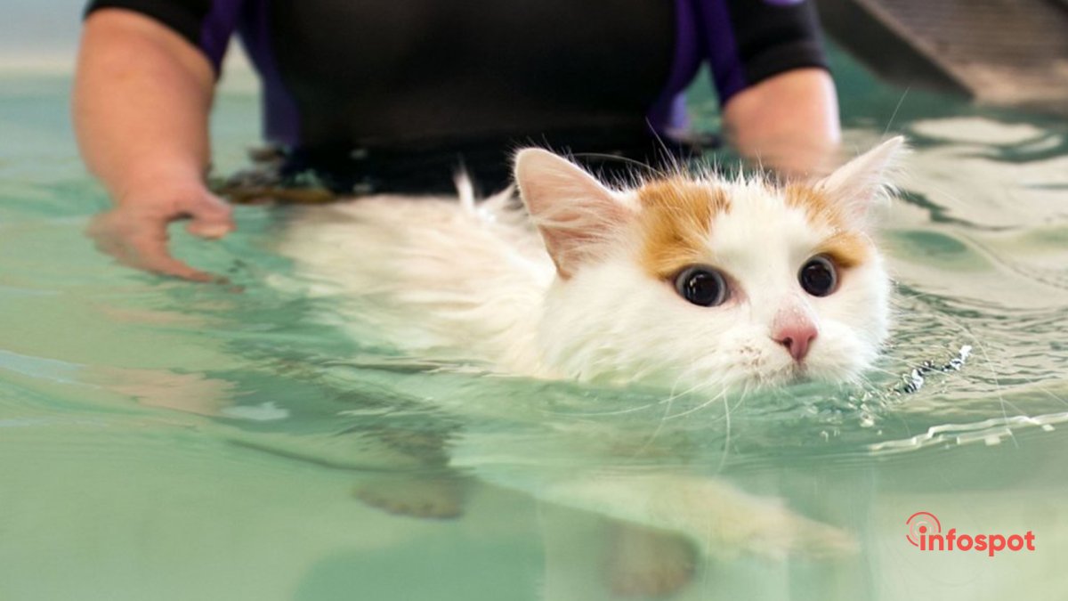 Турецкий Ван