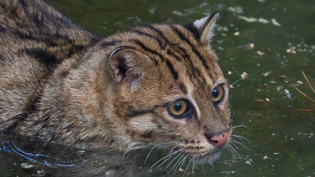 Виверровая кошка Новосибирский зоопарк