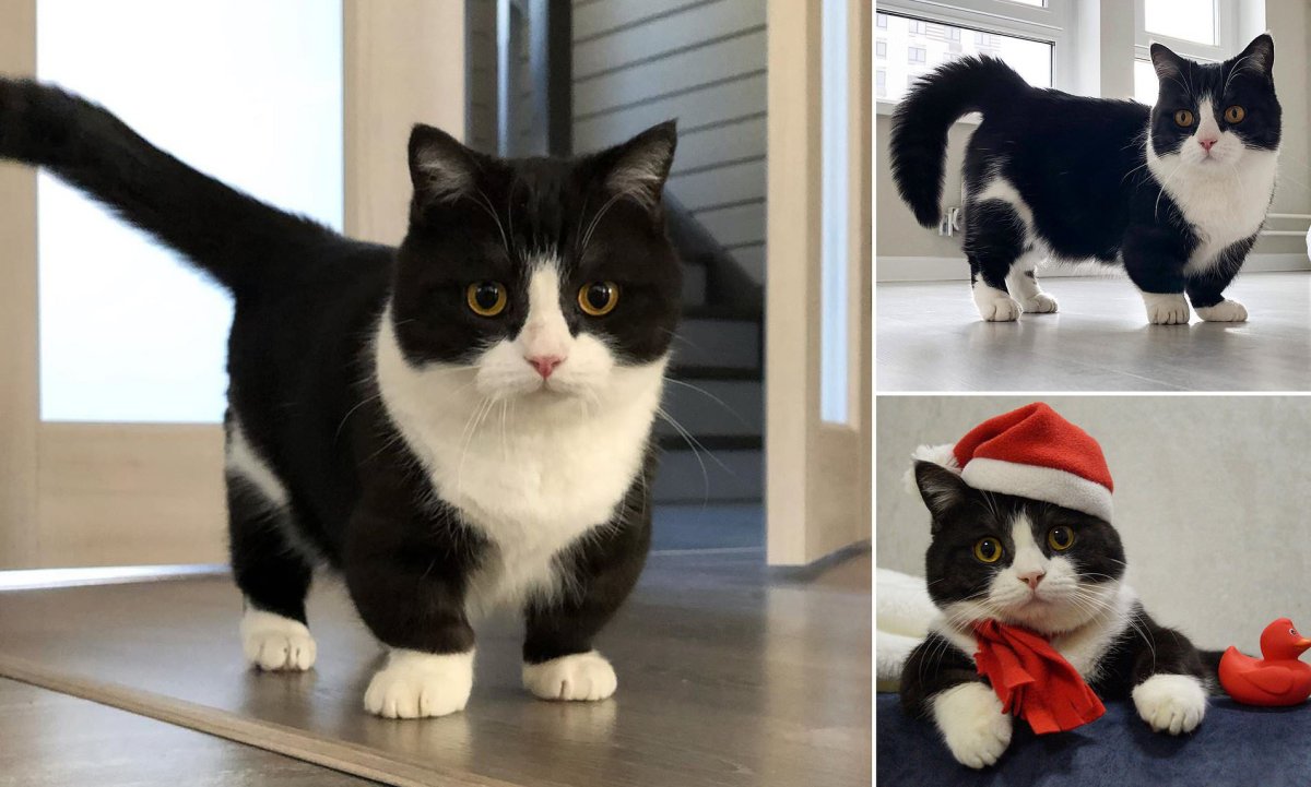 Манчкин кошка