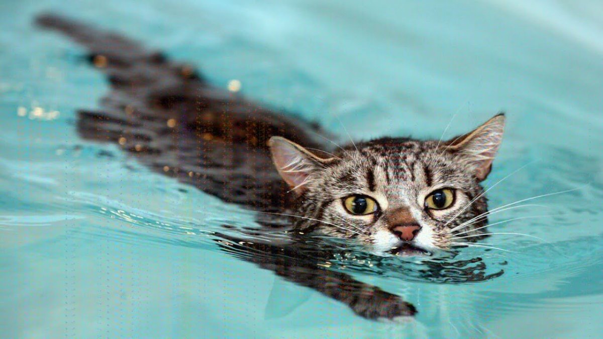 Котенок в воде