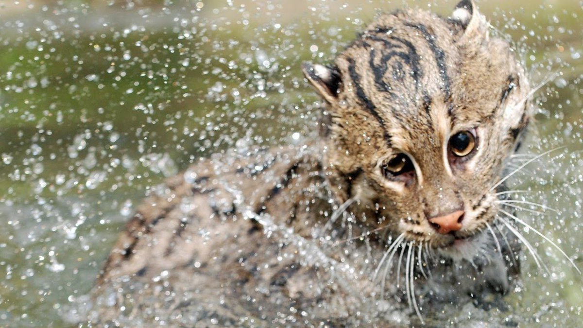 Кот рыболов виверровая кошка