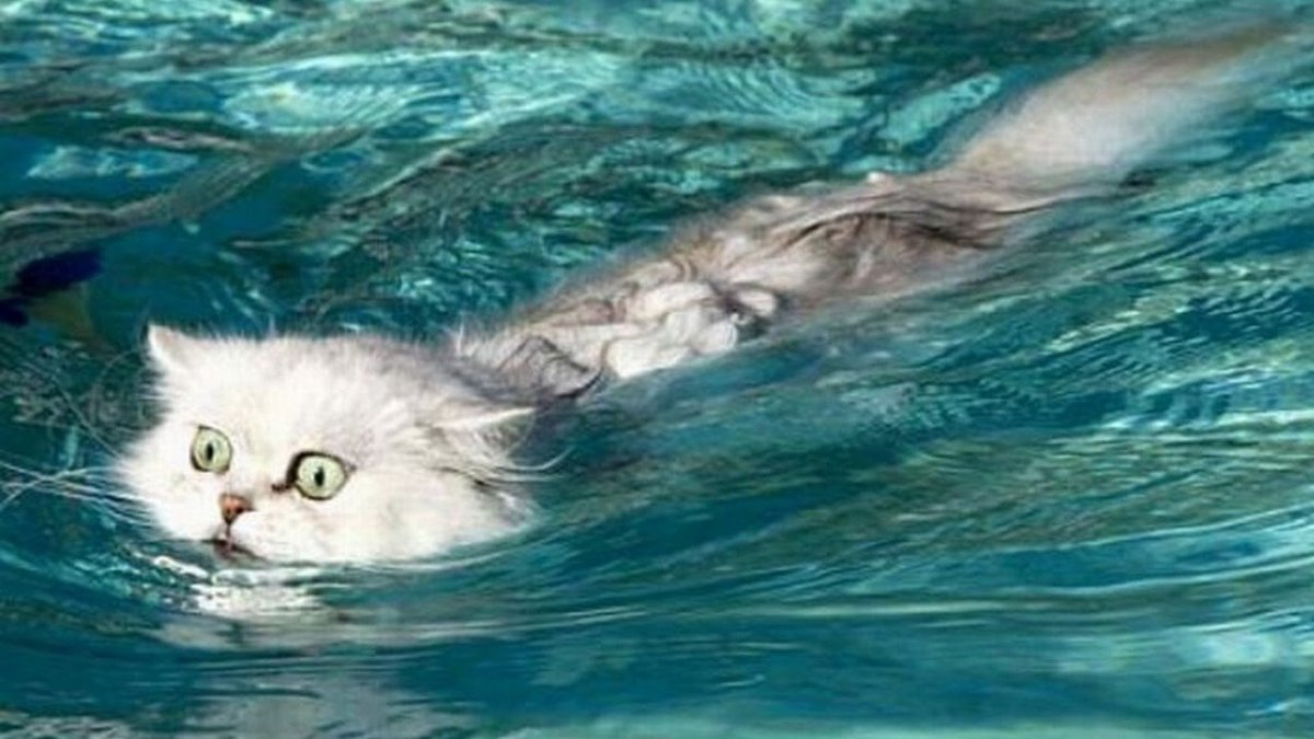 Коты плавают