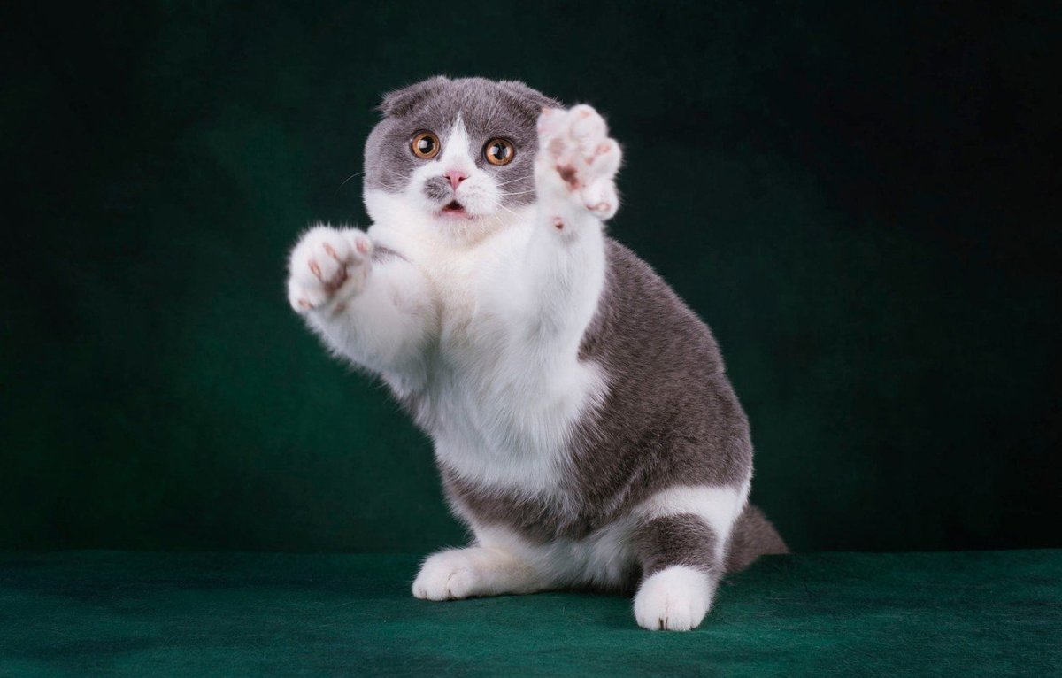 Котята породы Манчкин