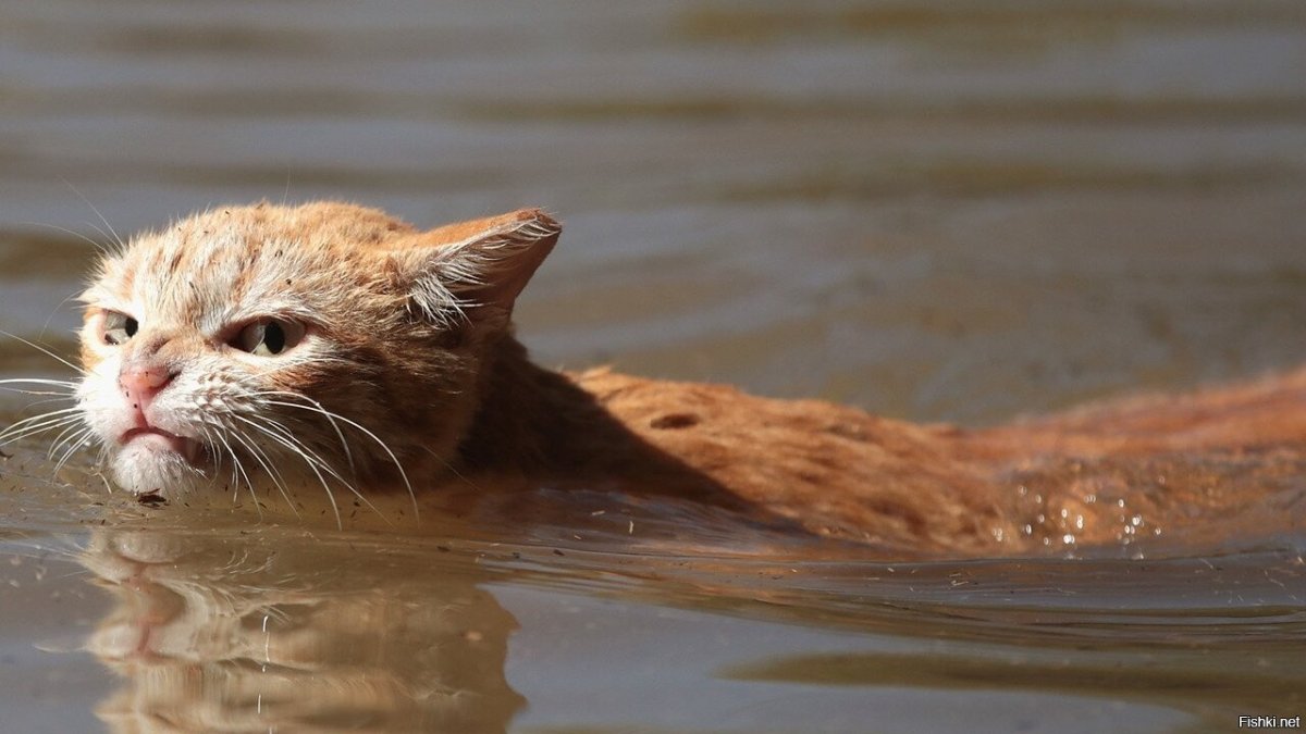 Кошка плавает