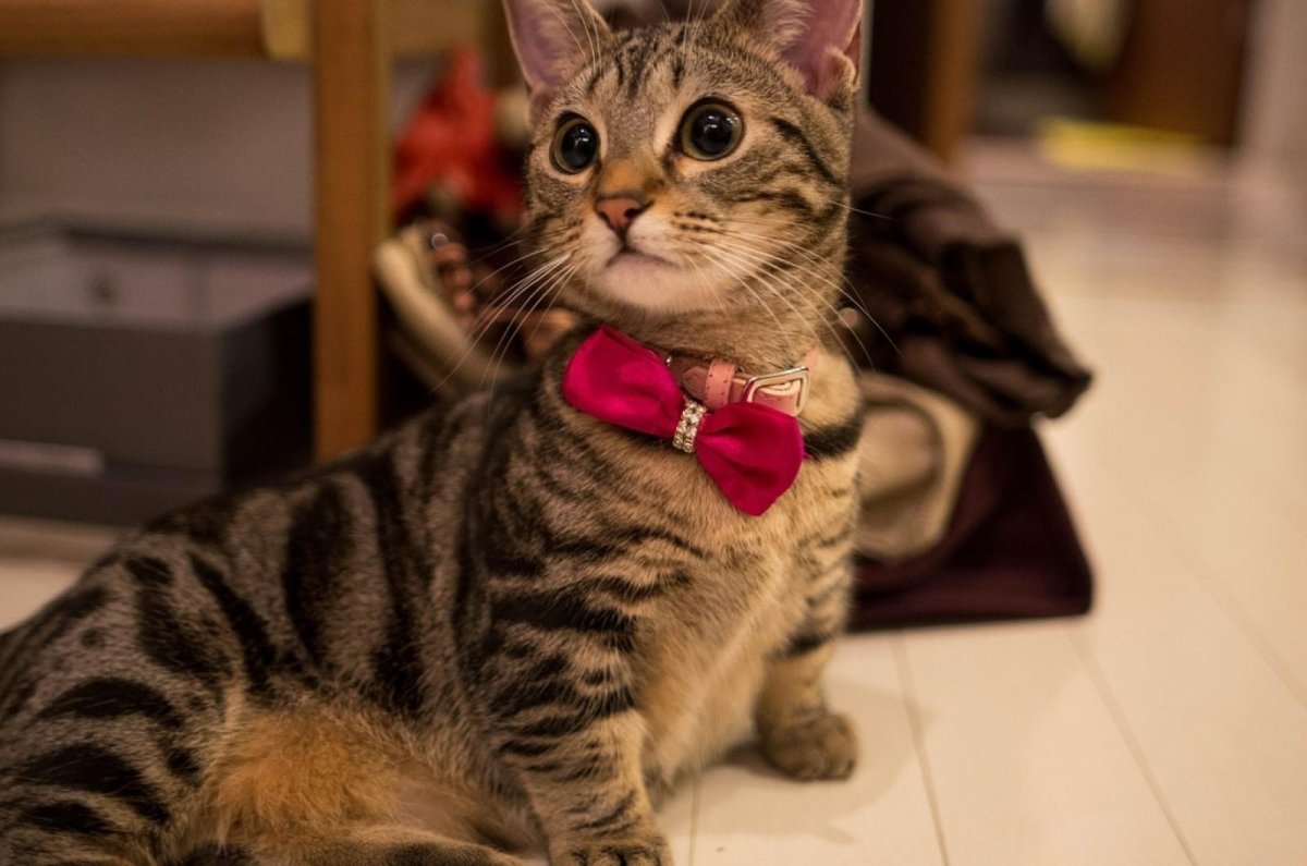 Кошки с короткими лапами