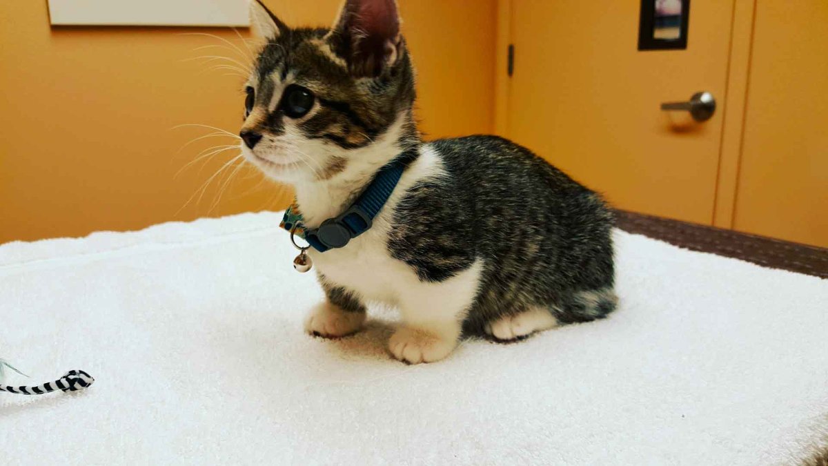 Порода кинкалоу