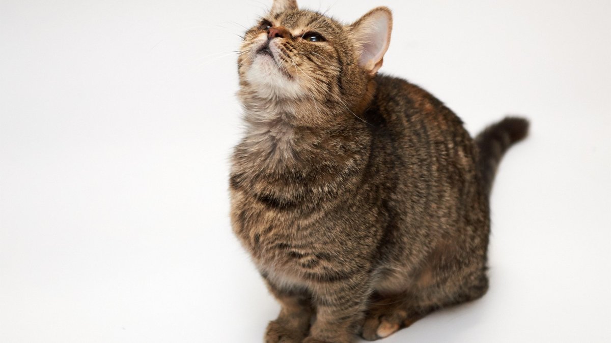 Манчкин вес