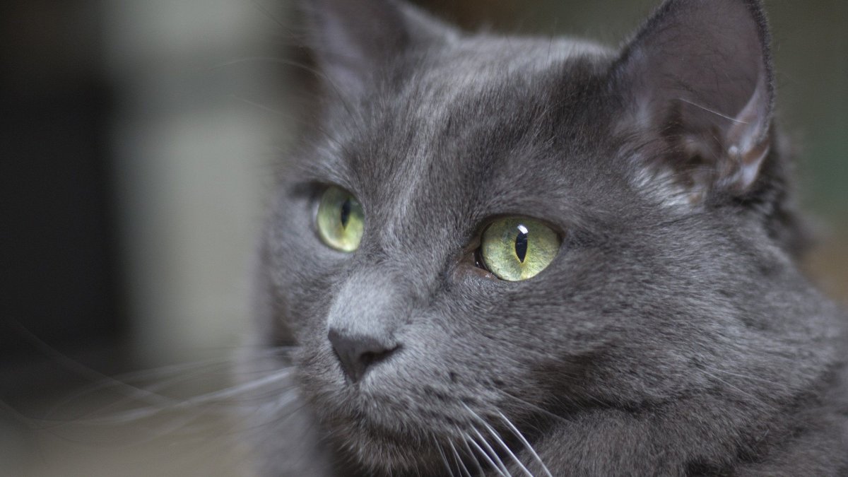 Grey Cat