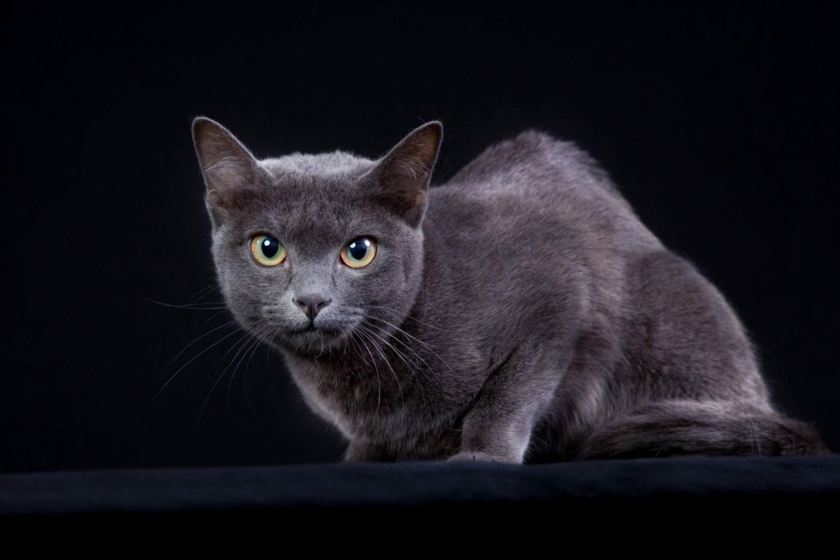 Корат котята