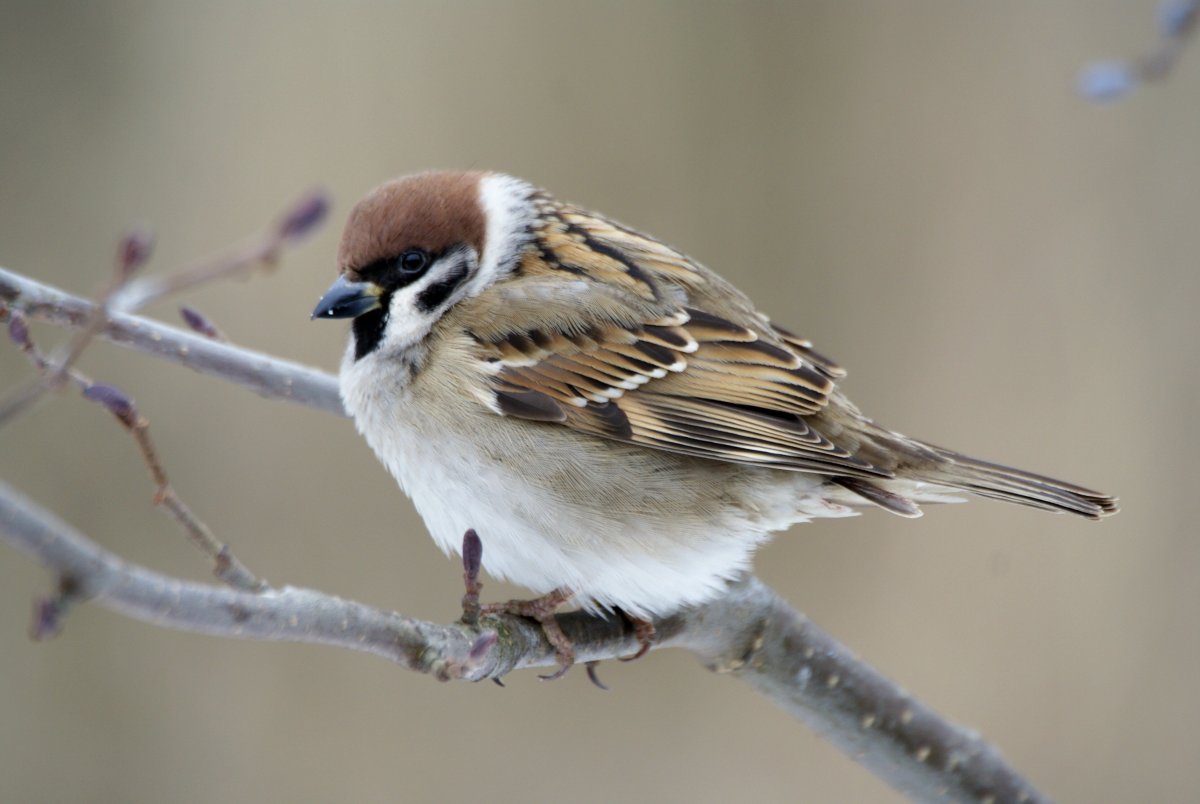 Чумчук расми