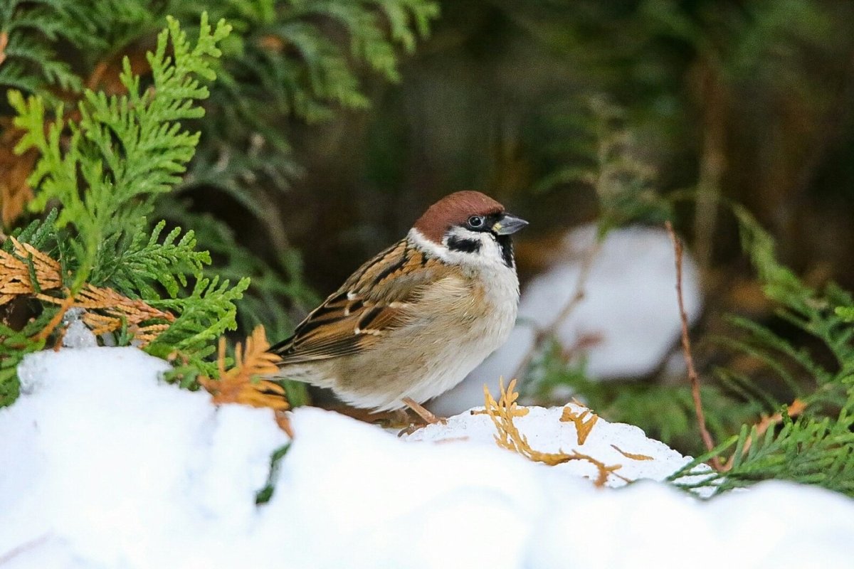 Полевой Воробей зимой