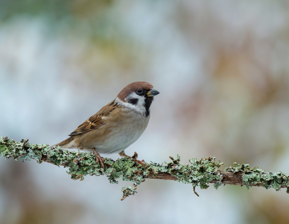 Воробьи летом