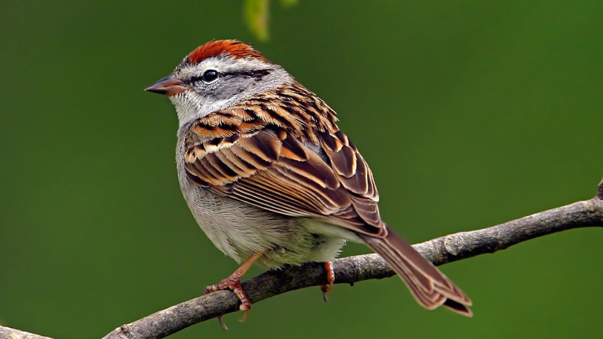Птицы, воробьиные, Южная Америка