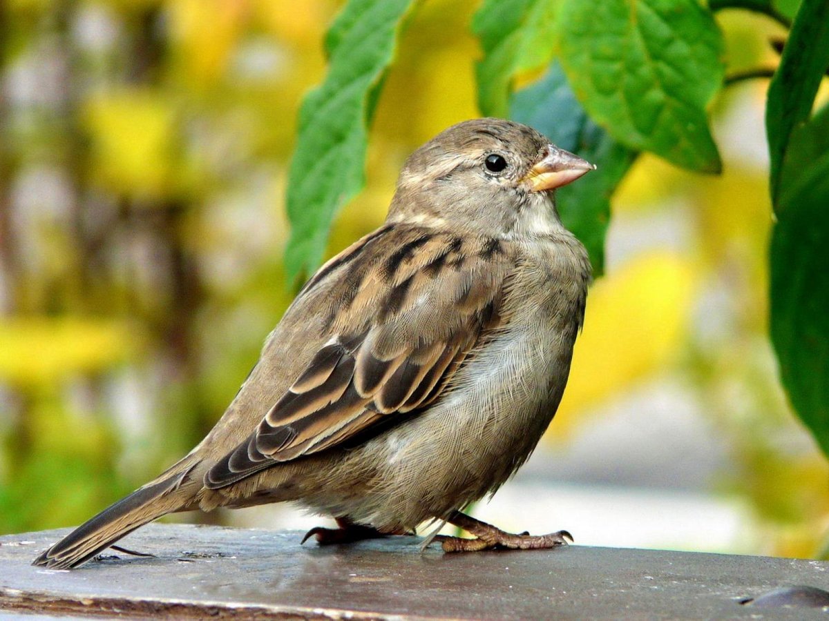 Птица меньше воробья