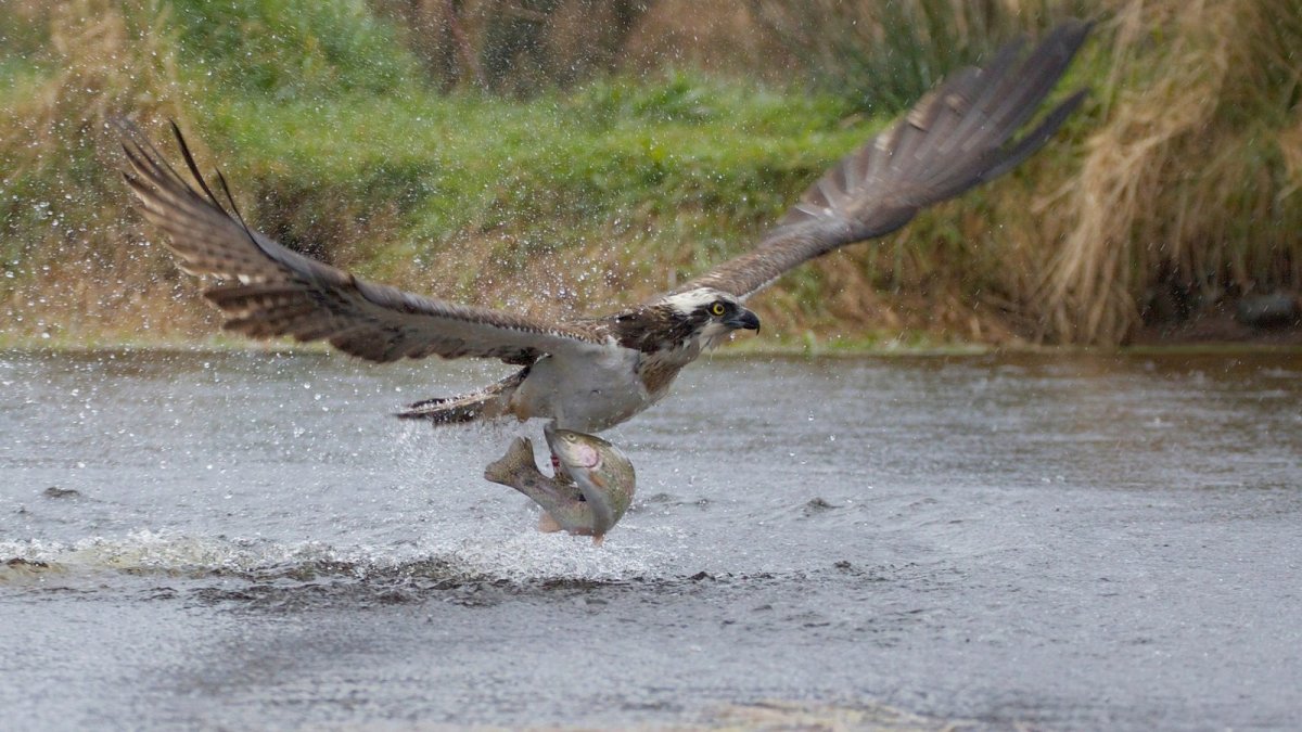 Беркут золотой Орел