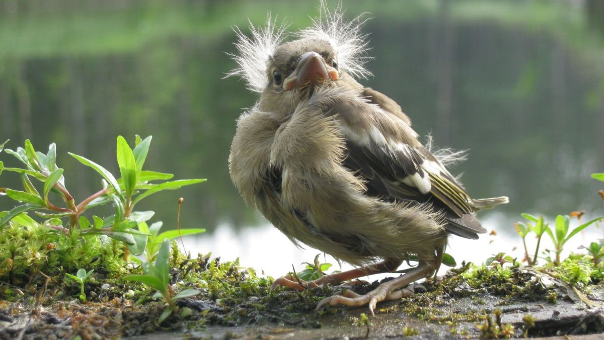 Обои ворона