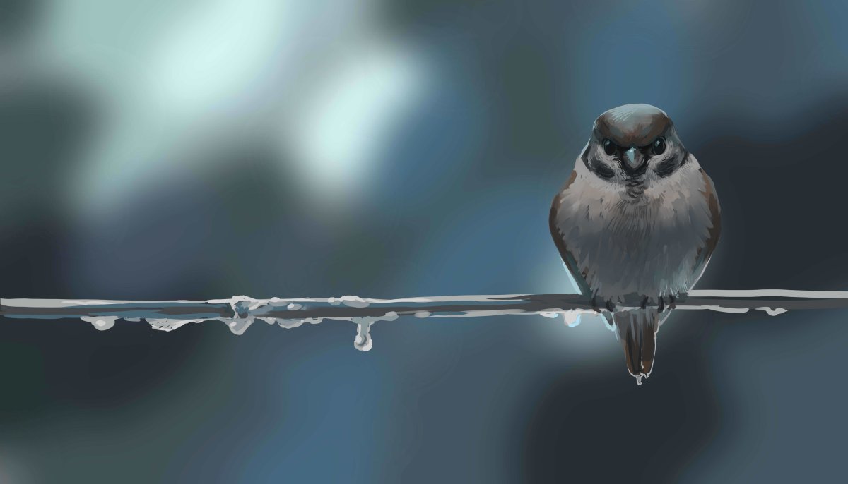 Воробьи дерутся