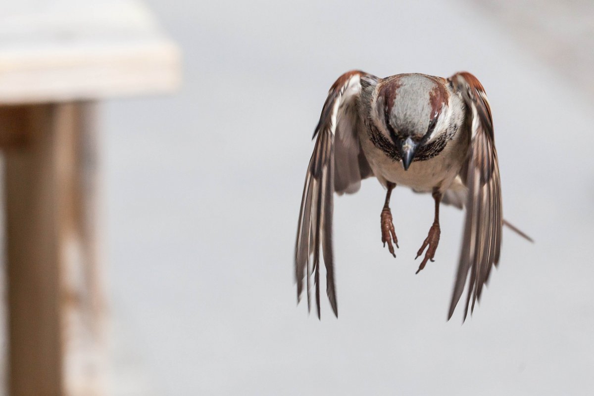 Крылья воробья
