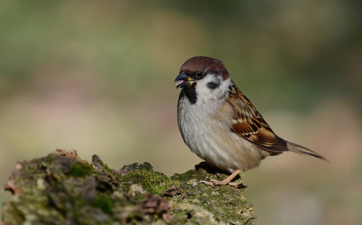 Колибри берлепшева Лесная звезда