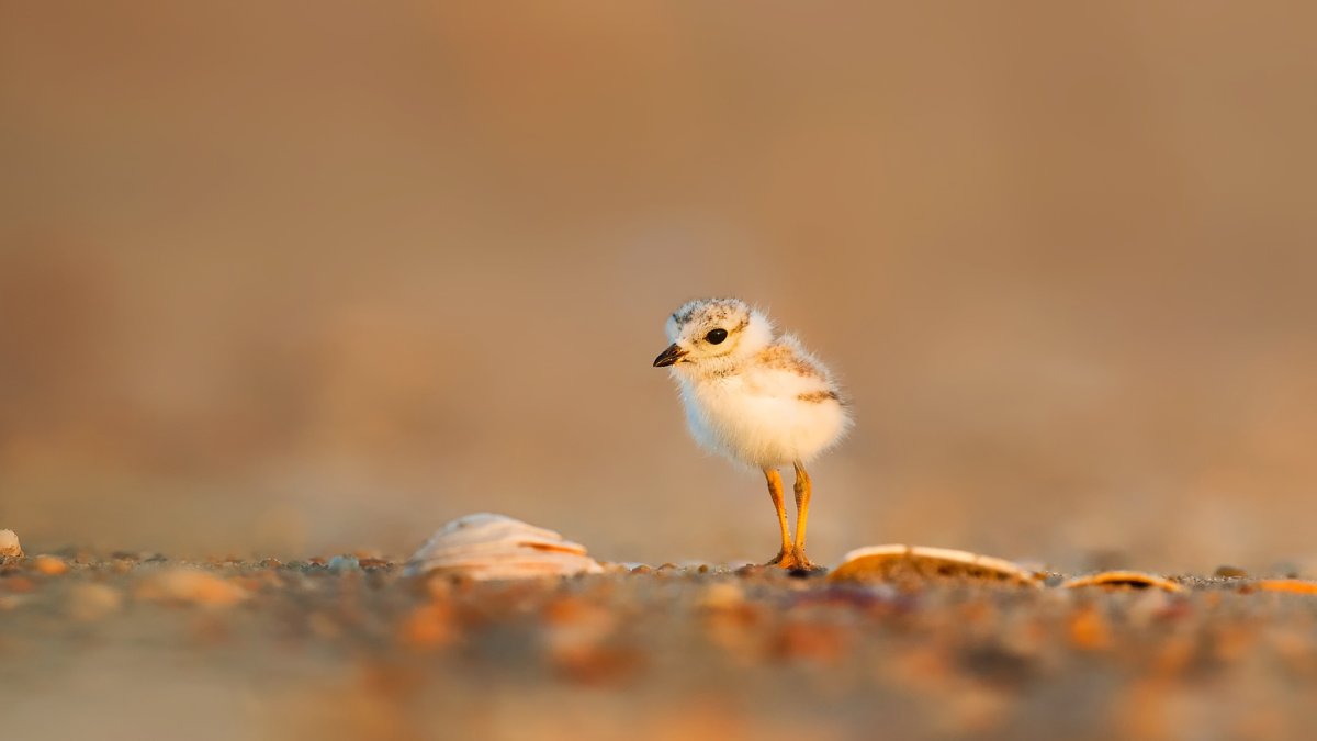 Красноголовый Воробей