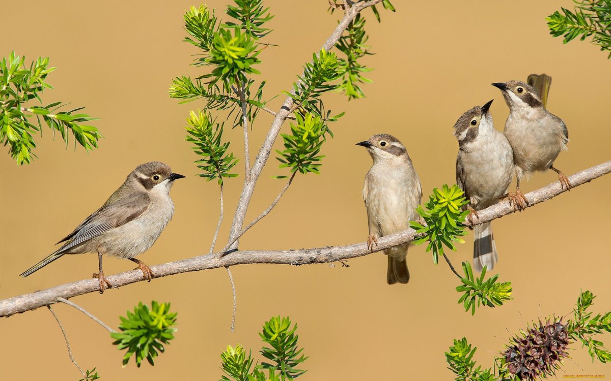 Кабги шикори