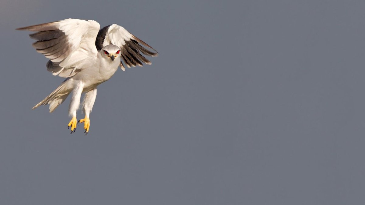 Воробей Вики