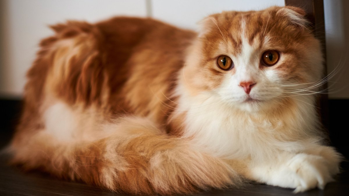 Шотландская вислоухая кошка рыжая