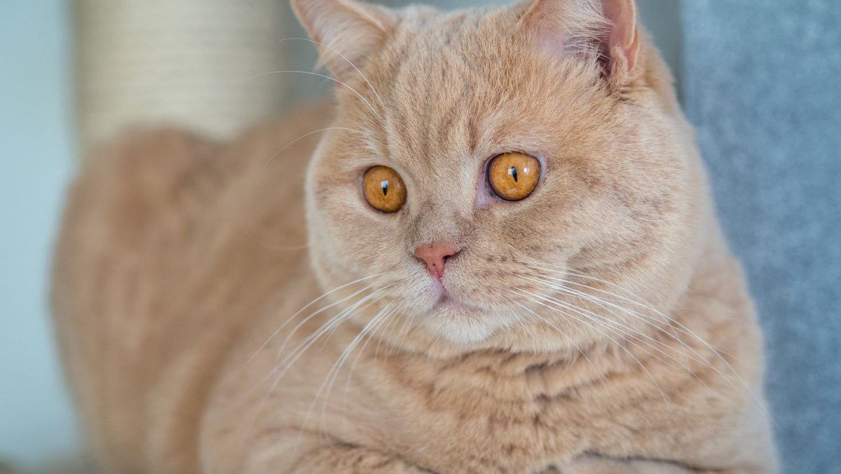 Шотландский вислоухий кот рыжий