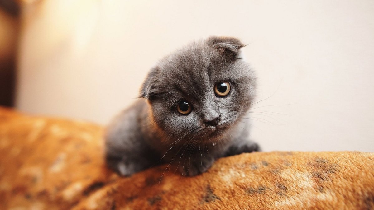 Вислоухий британец рыжий