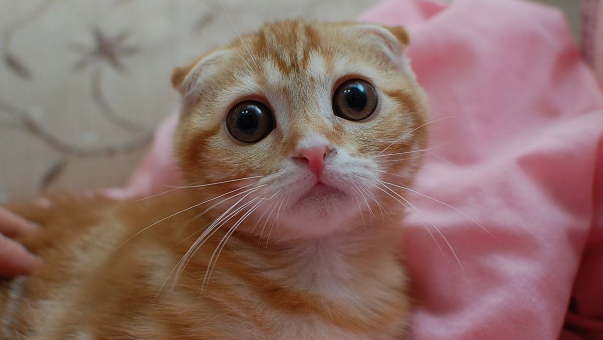 Манчкин рыжий вислоухий