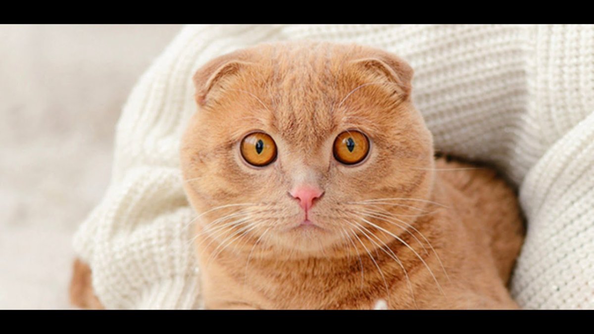 Шотландская вислоухая кошка рыжая